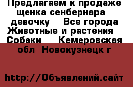 Предлагаем к продаже щенка сенбернара - девочку. - Все города Животные и растения » Собаки   . Кемеровская обл.,Новокузнецк г.